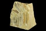 Triassic Fossil Fern (Otozamites?) - North Carolina #130305-2
